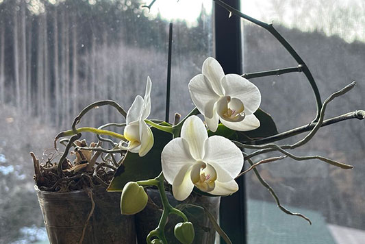 �Ԃ��炢������