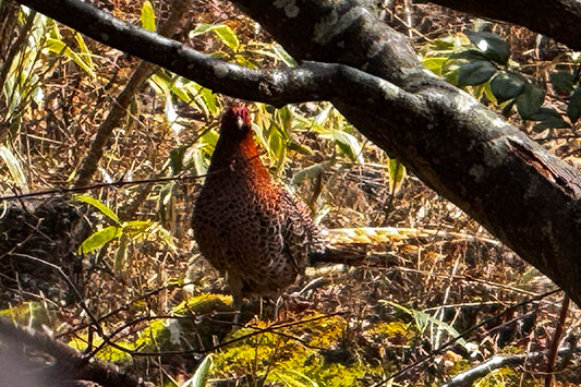 ���}�h��