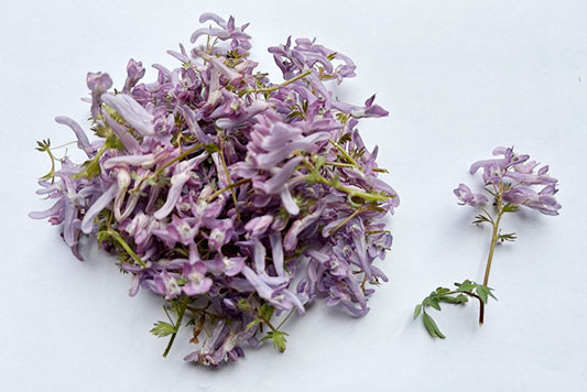 �G���S�T�N�̉�