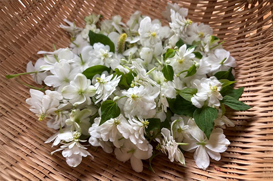 �ǂ����݂̉�