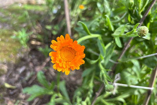 �J�����_�[���