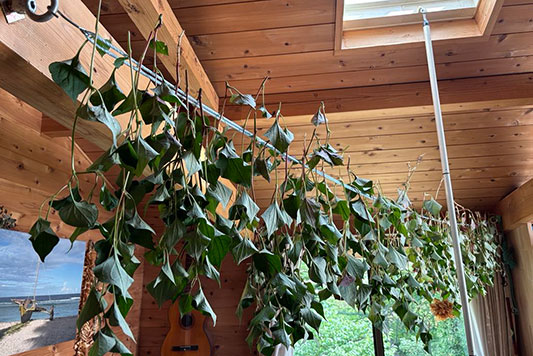 �h�N�_�~�̗t���ς�����