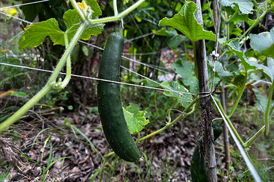 ���イ�肪�ł���