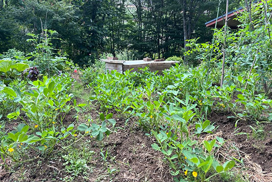 �͂���߃����h�̔�