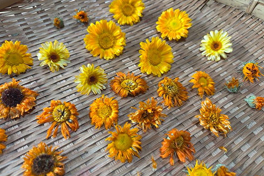 �J�����f�����̉�