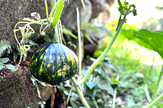 �Ă̂͂���߃����h