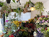 ���R�H�i�E���p�i�X amaya