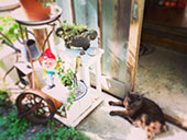 ���܂��ܓ�