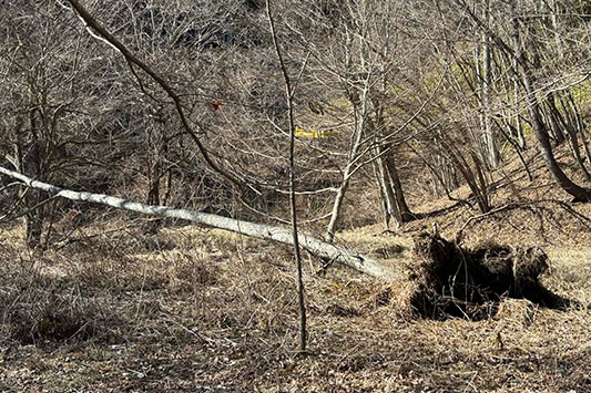 �؂��|���