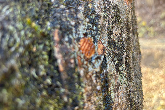 ���[�v���̎��t���̎悵����̌�����